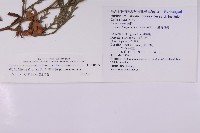 台灣肖楠藏品圖，第2張