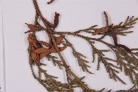 台灣肖楠藏品圖，第3張