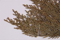 台灣肖楠藏品圖，第5張