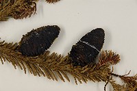 臺灣冷杉藏品圖，第3張