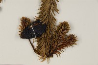 臺灣冷杉藏品圖，第4張