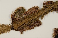 臺灣冷杉藏品圖，第5張