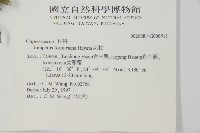 刺柏藏品圖，第2張