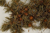 刺柏藏品圖，第3張