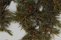 刺柏藏品圖，第4張