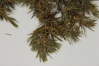 刺柏藏品圖，第5張