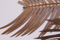 三尖杉藏品圖，第3張