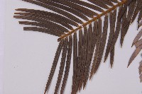 三尖杉藏品圖，第4張