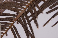 三尖杉藏品圖，第5張