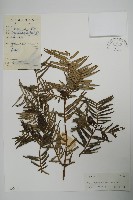 三尖杉藏品圖，第1張