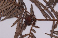 三尖杉藏品圖，第3張