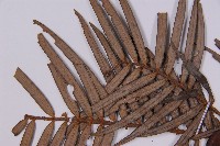 三尖杉藏品圖，第4張