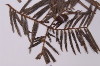 三尖杉藏品圖，第5張