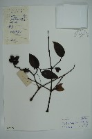 小葉買麻藤藏品圖，第1張