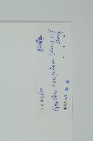 小葉買麻藤藏品圖，第2張