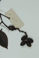 小葉買麻藤藏品圖，第3張