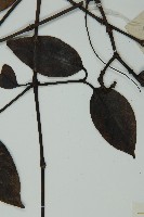 小葉買麻藤藏品圖，第4張