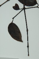 小葉買麻藤藏品圖，第5張