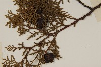 側柏藏品圖，第3張