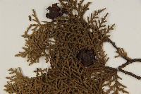 側柏藏品圖，第4張