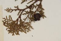 側柏藏品圖，第5張