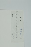 小葉買麻藤藏品圖，第2張