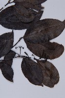 小葉買麻藤藏品圖，第3張