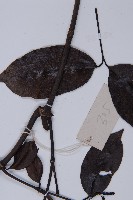 小葉買麻藤藏品圖，第4張