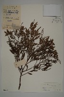 雞毛松藏品圖，第1張