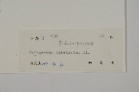 雞毛松藏品圖，第2張