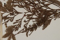 雞毛松藏品圖，第3張