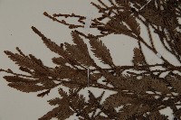 雞毛松藏品圖，第4張