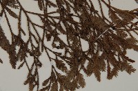 雞毛松藏品圖，第5張