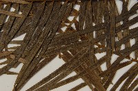 三尖杉藏品圖，第4張