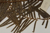 三尖杉藏品圖，第5張