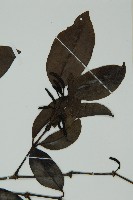 小葉買麻藤藏品圖，第3張