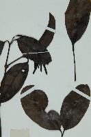 小葉買麻藤藏品圖，第4張