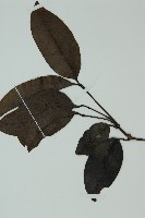 小葉買麻藤藏品圖，第5張