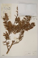 油杉藏品圖，第1張