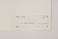 油杉藏品圖，第2張