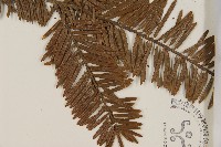 油杉藏品圖，第3張