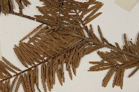 油杉藏品圖，第4張