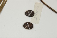 三尖杉藏品圖，第3張