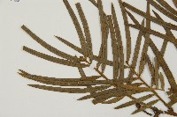 三尖杉藏品圖，第4張