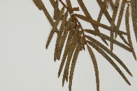 三尖杉藏品圖，第5張