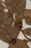 竹柏藏品圖，第3張