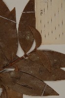 竹柏藏品圖，第4張