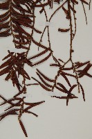 臺灣紅豆杉藏品圖，第4張