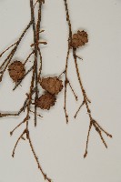 臺灣鐵杉藏品圖，第3張