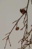 臺灣鐵杉藏品圖，第4張